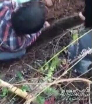 女子抡锤打蛇，蛇却反咬——一场惊心动魄的较量